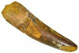 Fossil Spinosaurus Tooth - Real Dinosaur Tooth #368159-1